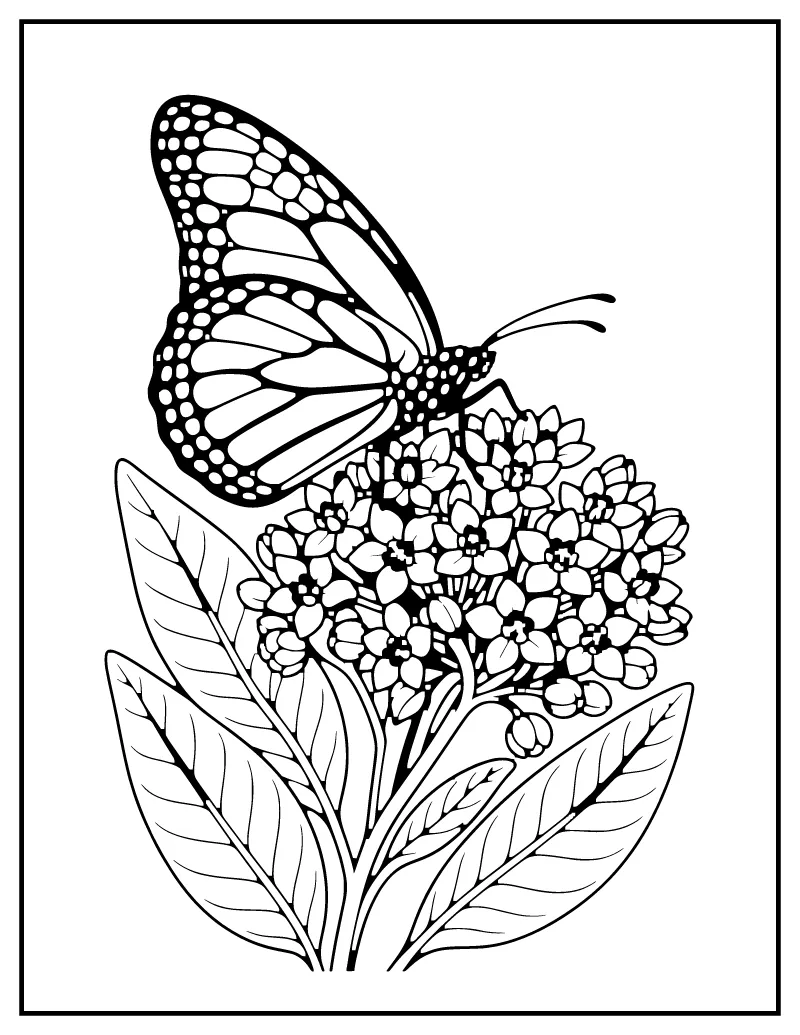 Monarch-Style Butterfly with Wing Veins coloring page – printable black and white line art